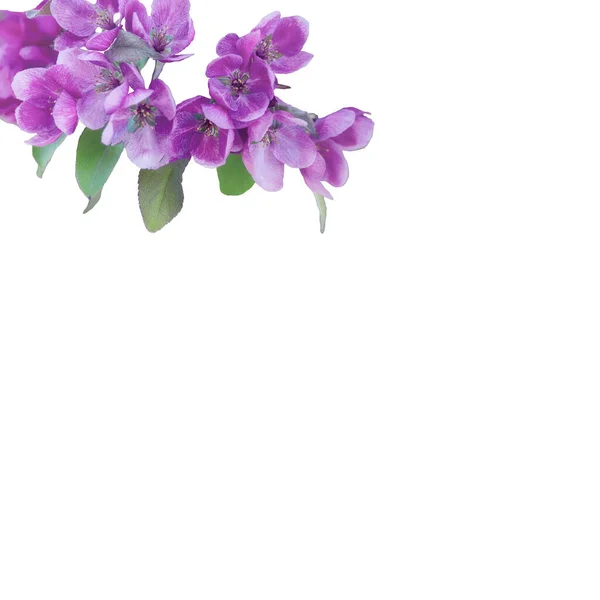 Branch Gentle Liurage Spring Flowers Inglês Isolado Sobre Fundo Branco — Fotografia de Stock