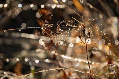 Köpüklü çiy damlalarında bitkilerin olduğu doğal bir arka plan. Seçici odak.
