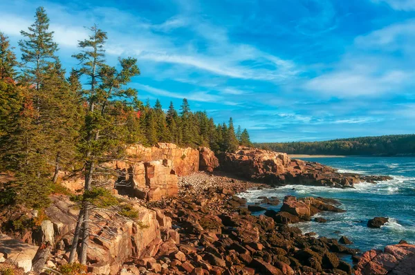 Skaliste Wybrzeże Oceanu Las Iglasty Brzegu Skał Park Narodowy Acadia — Zdjęcie stockowe
