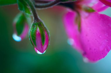 Yağmur damlalı kırmızı çiçek tomurcuğu. Makro. Seçici odak.