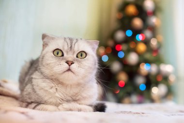 Gri bir kedinin ağzı arka planda bir Noel ağacına karşı duruyor. Sıcak bir kış akşamının atmosferi.