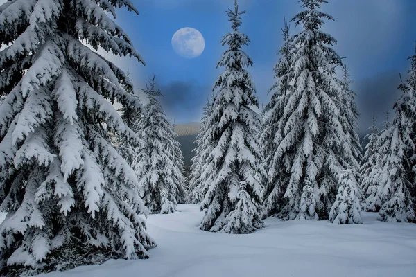 Winter forest and full moon. Snow-covered majestic firs.
