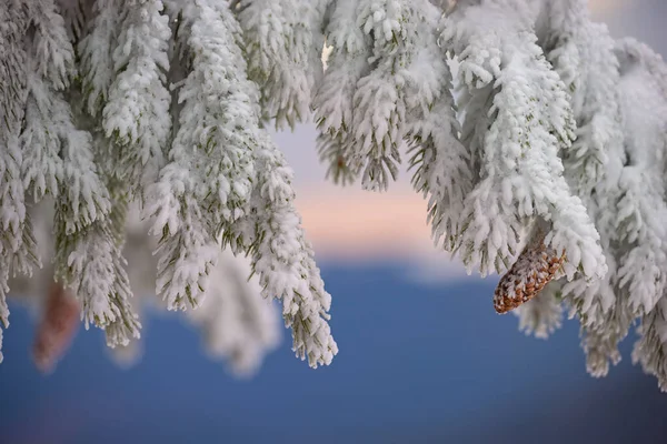 Fir branches in hoarfrost and snow with cones on a blue background of the sunset sky .  Close-up. winter background