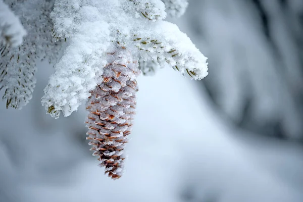 Fir branches in hoarfrost and snow with cones  . Close-up. winter background . selective focus