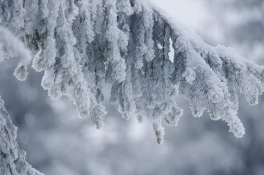 Snow-covered branches of spruce in white hoarfrost. Close-up. winter background