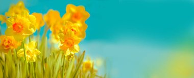 Spring blooming garden on a sunny day. yellow flowers spring daffodils. Banner.