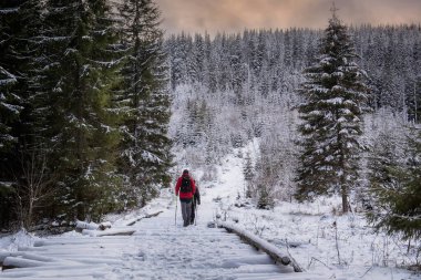 Tourists walking in the forest in the mountains in winter.