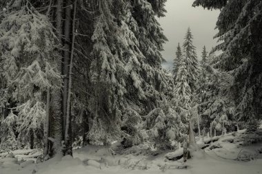 Winter majestic forest near the snow.