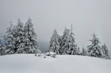   Snow-white firs on a snow-white meadow. Winter minimalism and graphics.