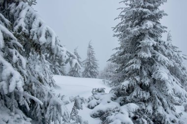 Snow-white firs on a snow-white meadow. Winter minimalism and graphics.