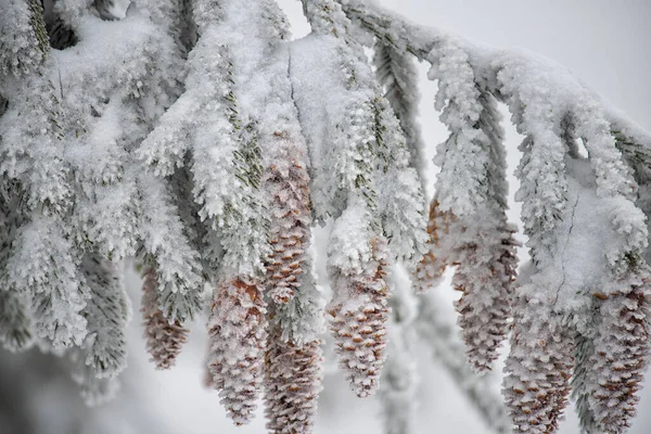 Fir branches in hoarfrost and snow with cones . Close-up. winter background . selective focus