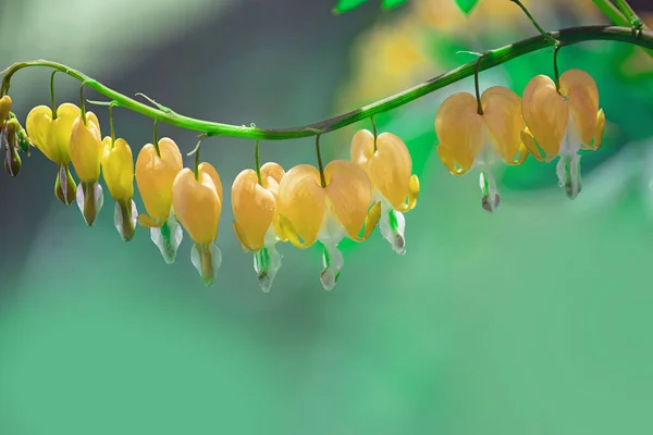 Yellow flowers in the shape of a heart on a natural garden background.Dicentra. A flower is a broken heart.