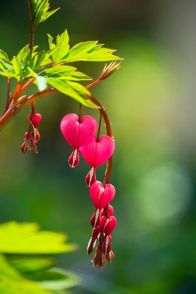 Red flowers in the shape of a heart on a natural garden background.Dicentra. A flower is a broken heart.