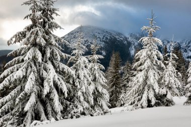  dağlarda kar köknar ağaçları ile kış manzarası.