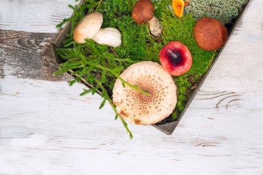 Different types of mushrooms on a natural background with autumn leaves and moss. View from above.