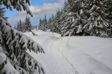  Path in the winter forest with beautiful fir trees. Winter landscape with snow-covered fir trees in the mountains.