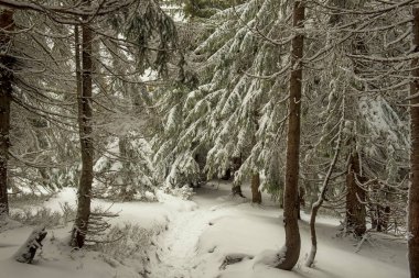 Path in the winter forest with beautiful fir trees.