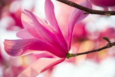 Beautiful pink magnolia flowers close up. Spring flowering.