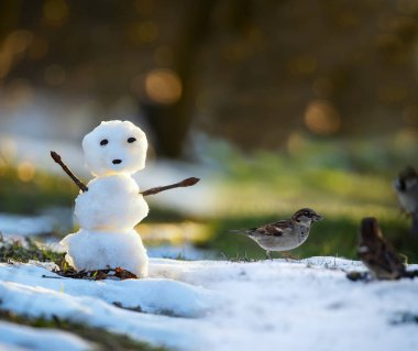  A small melting snowman in a clearing with melting snow and Sparrow birds in a spring meadow. The coming of spring. Warming.