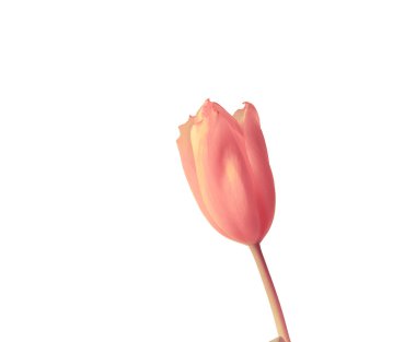 Pink tulip close up. Isolate