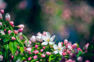 Lush spring bloom of pink apple and cherry flowers.