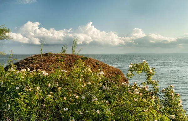 Spring landscape on the shore of a lake or sea. blooming rose hips or wild roses on the shore on a sunny day.