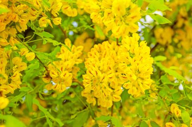Flowering branches of yellow acacia in the spring. Close-up. Selective focus.