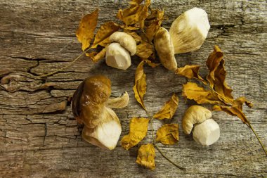 White mushrooms and autumn leaves on a rough wooden background