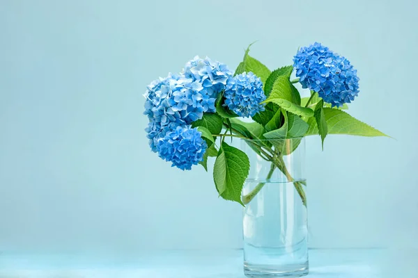 Blue hydrangea flowers in a glass vase on a light blue background.