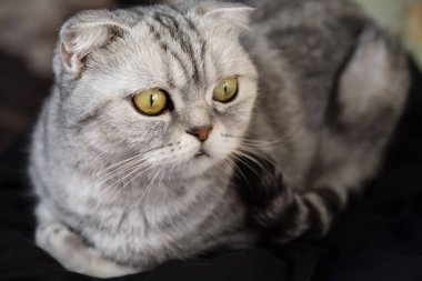 Gray lop-eared tabby cat. Close-up of a muzzle with yellow eyes.