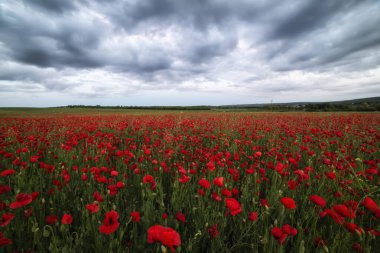 Blooming field with red poppies and dramatic sky with clouds
