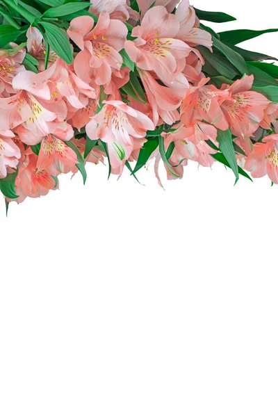 Astromeria flowers. on a light background. Plenty of space for your texts and ideas. Isolated.