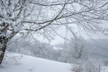 Snow-white trees in white hoarfrost. Winter landscape during a snow storm. 