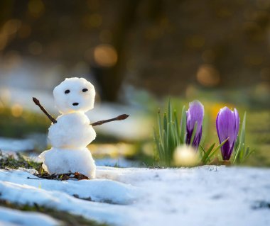 Little snowman and crocus flowers in a clearing with snow. Spring meeting.