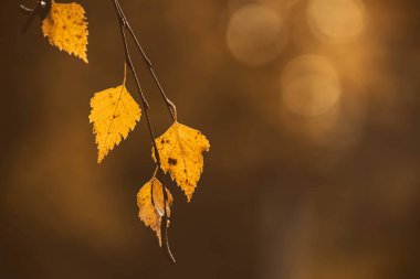 Sarı huş yapraklı dal ve altın bokeh