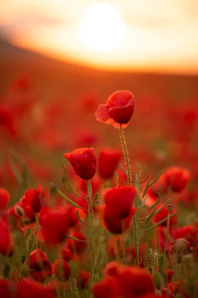 Belo Campo Papoilas Escarlate Floração Que Estende Para Horizonte Foco — Fotografia de Stock