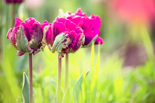 Красные Тюльпаны Весеннем Лугу Фоне Зеленой Травы — стоковое фото
