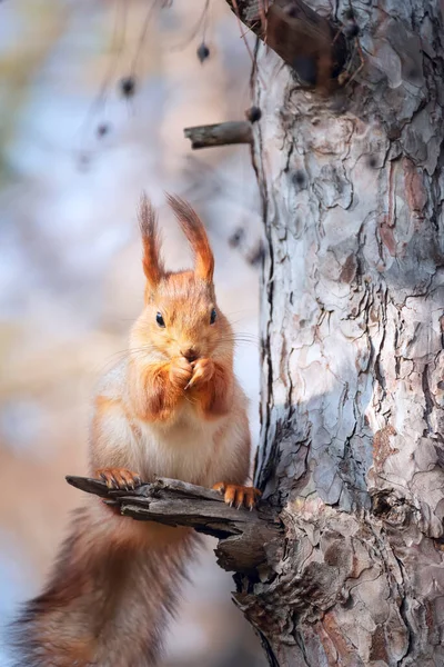 Squirrel Sits Eats Nuts Park — Stock Photo, Image