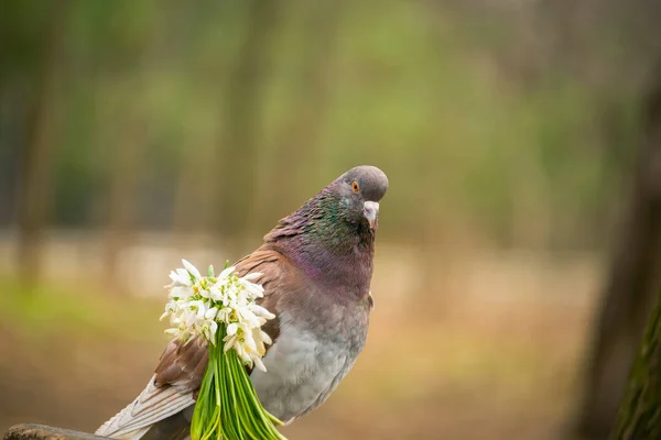 Pigeon Avec Bouquet Fleurs Chute Neige Dans Parc — Photo