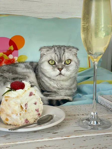 Grå Randig Veck Katt Sängen Med Ett Glas Champagne Och — Stockfoto