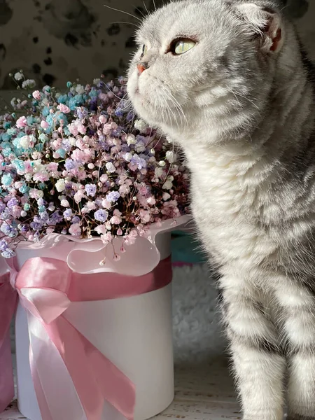 Chat Tabby Gris Yuuket Délicat Fleurs — Photo