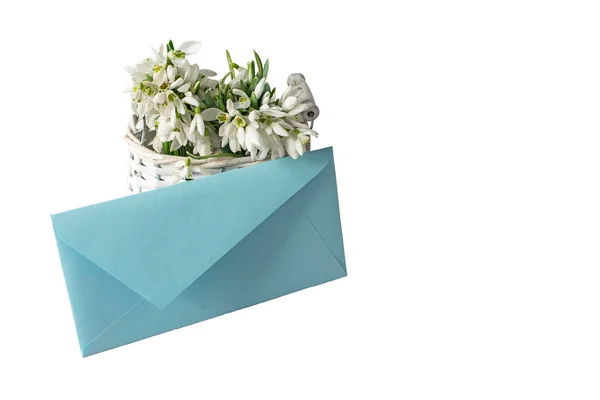 Bouquet Spring Snowdrop Primroses Blue Envelope Isolate White — Stock Photo, Image