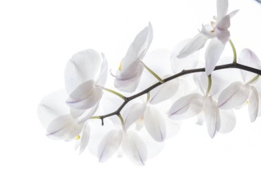   Beyaz arkaplanda beyaz orkideler olan bir dal. hafif fotoğraf, yumuşak odak