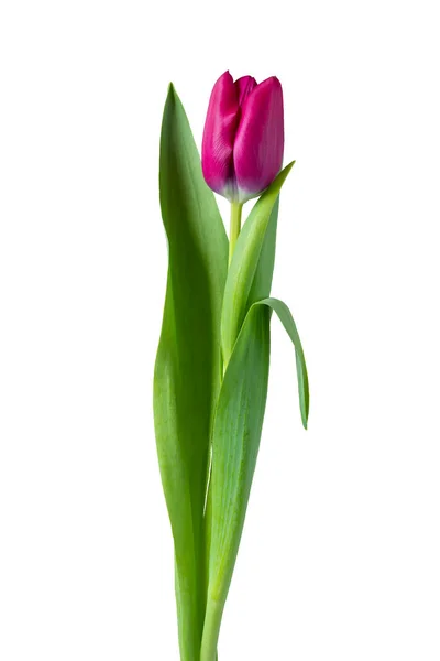 Burgundy Tulip Flower Gray Background Isolate White — Stock Photo, Image