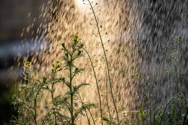 Zielona Trawa Kwiaty Musującym Strumieniu Wody Podczas Podlewania Lub Deszczu — Zdjęcie stockowe
