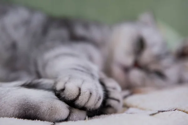 Πιόνια Μιας Γκρίζας Ριγέ Γάτας Από Κοντά Γάτα Καλπάζει Τεντωμένα — Φωτογραφία Αρχείου