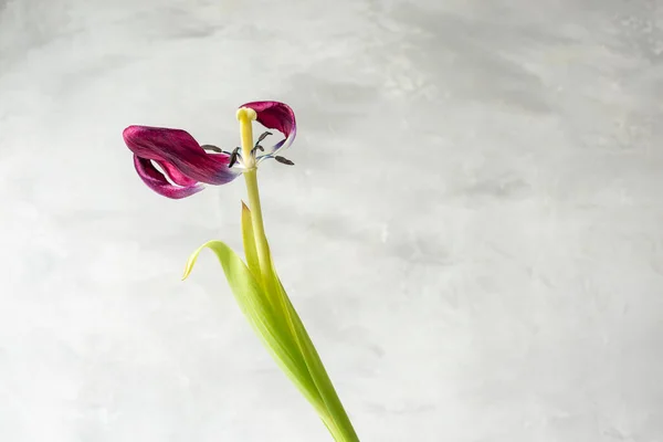 Eine Hängende Welke Tulpe Ohne Teil Der Blütenblätter Gegen Eine — Stockfoto