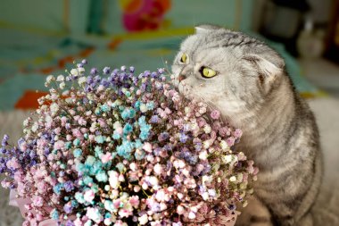 Gri tekir kedi, narin ve yatak odasında narin bir buket