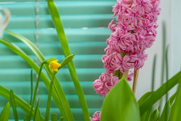 Pencere Eşiğindeki Saksılarda Farklı Bahar Çiçekleri — Stok fotoğraf