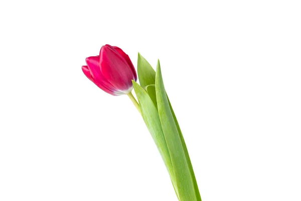 stock image A burgundy tulip flower on a gray background Isolate on white.